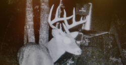 65+- acres Outstanding quality deer and turkey hunting – with high population of both !!