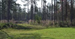 230+- acres Blue chip merch. timber, pretty spring fed creeks, pine straw income, pond, mobile home, Exc. deer and turkey hunting!