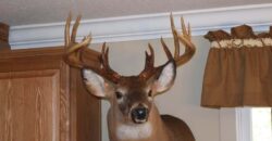 278 (+-) ac. timberland showplace with improvements and world class Whitetail hunting