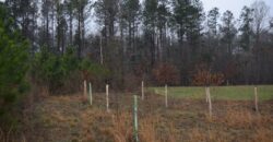 Outstanding deer and turkey tract with camphouse,creek, food plots