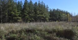 Flint River Pines and hardwoods – tract 1 – west