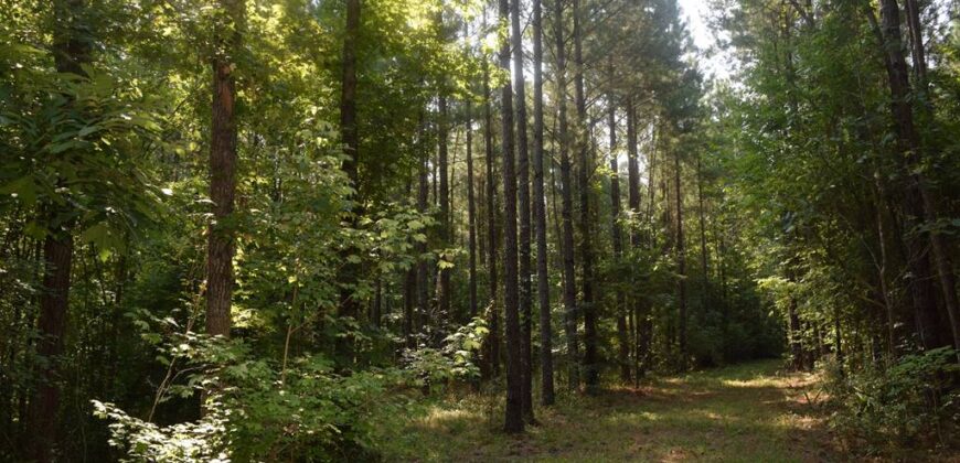 Beautiful, Private, unexcelled timber investment with phenomenal hunting