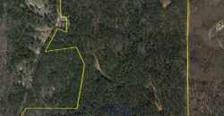 Small Hunting Tract with investment grade timber