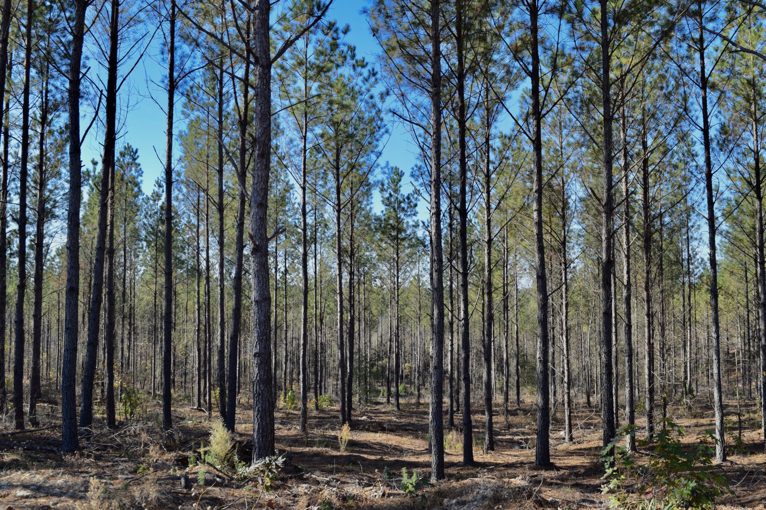 Patsilaga Creek Hills