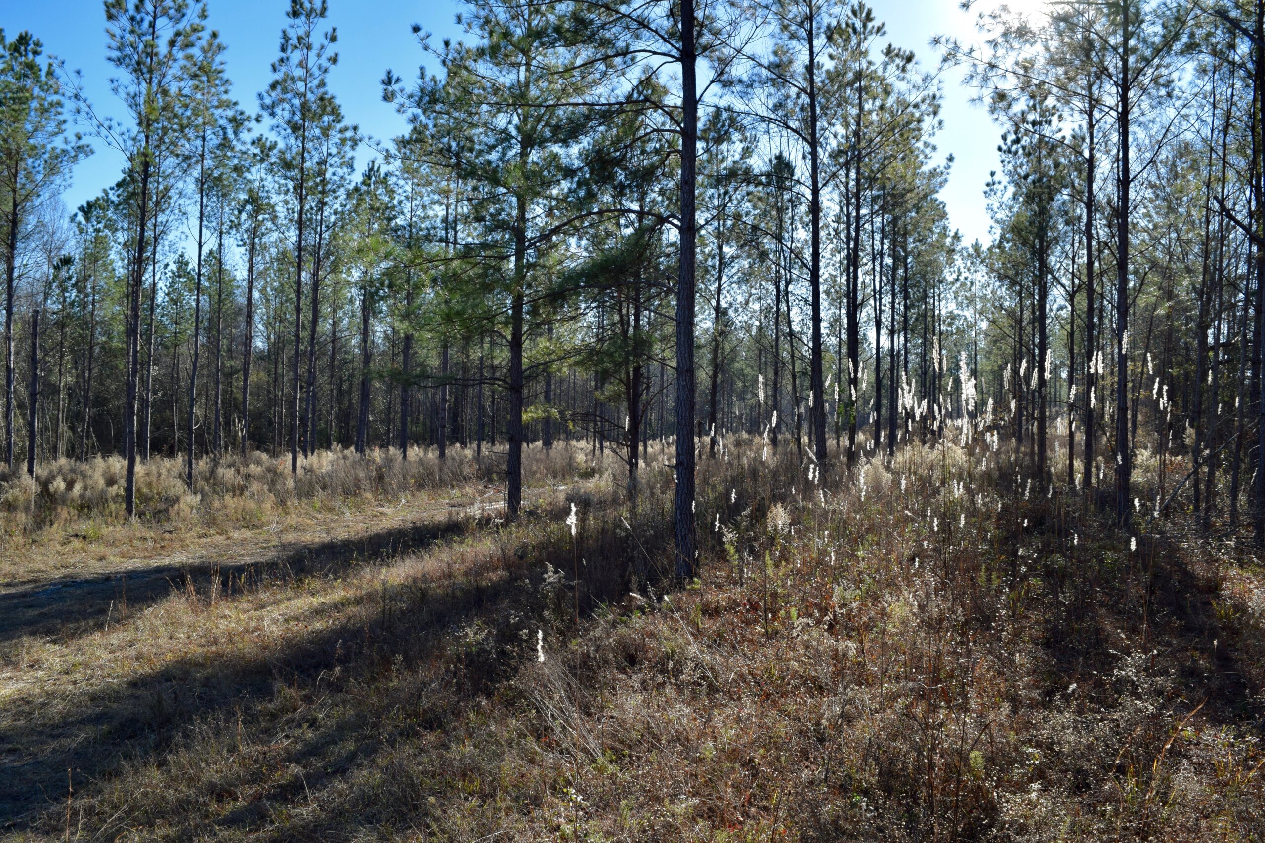 Bay Creek Pines