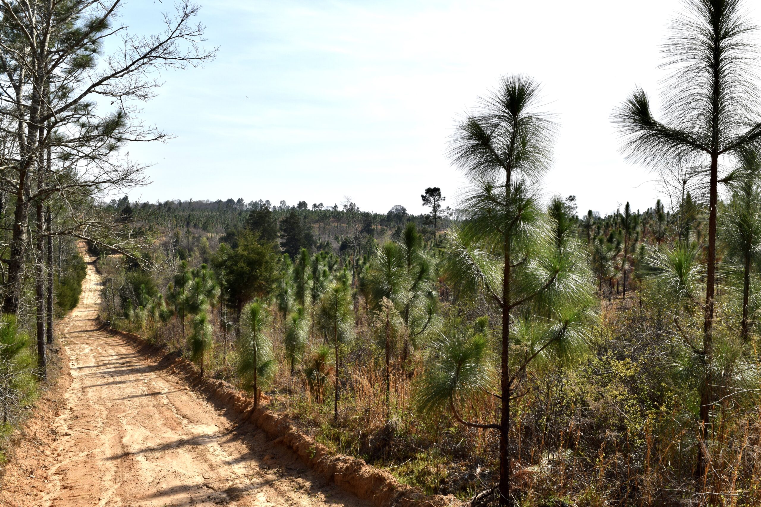 Taylor County Longleaf East