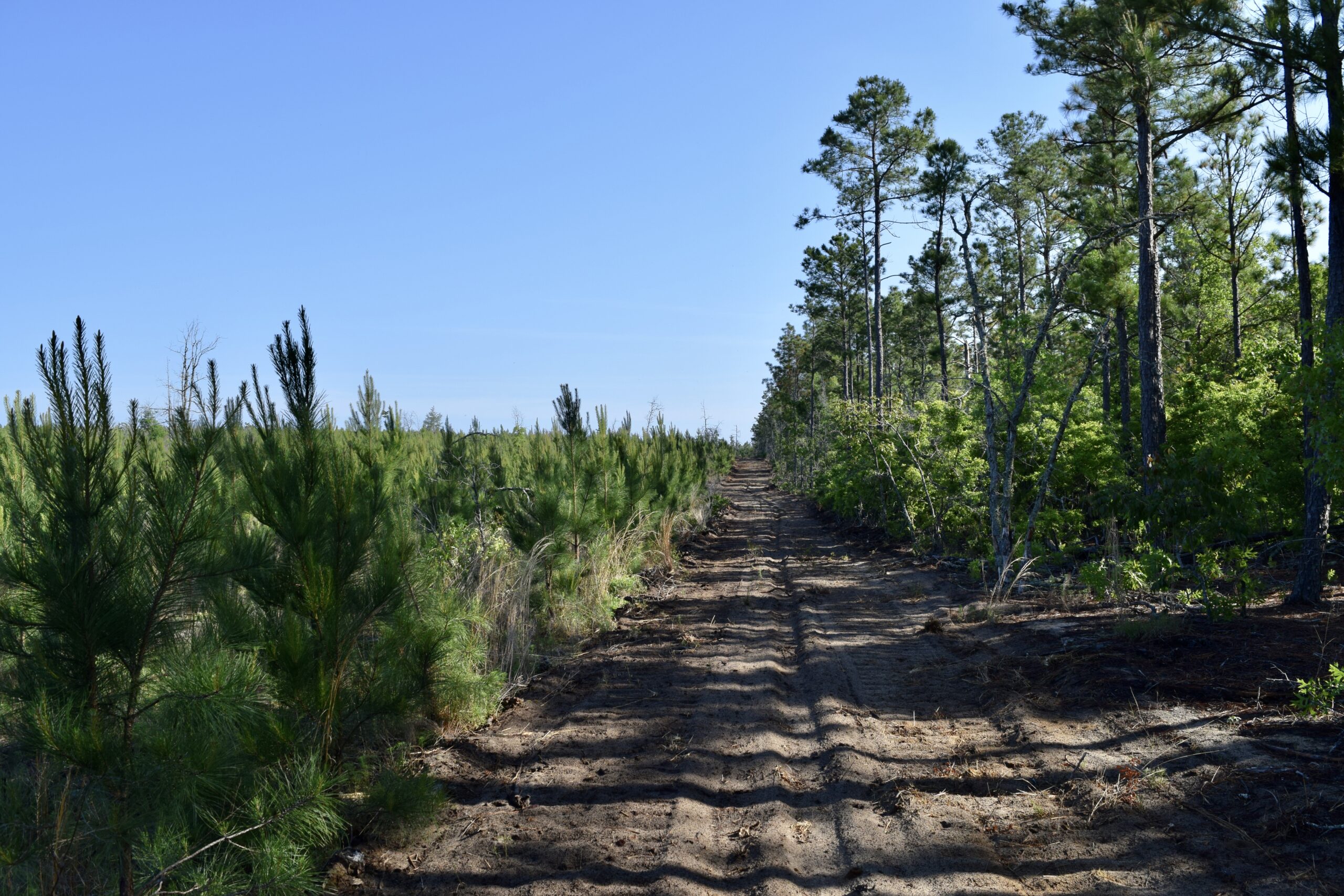 Dunn Family Pines