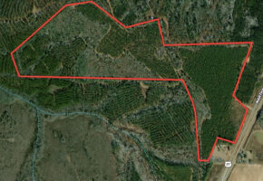 Stewart County Investment timber and hunting property