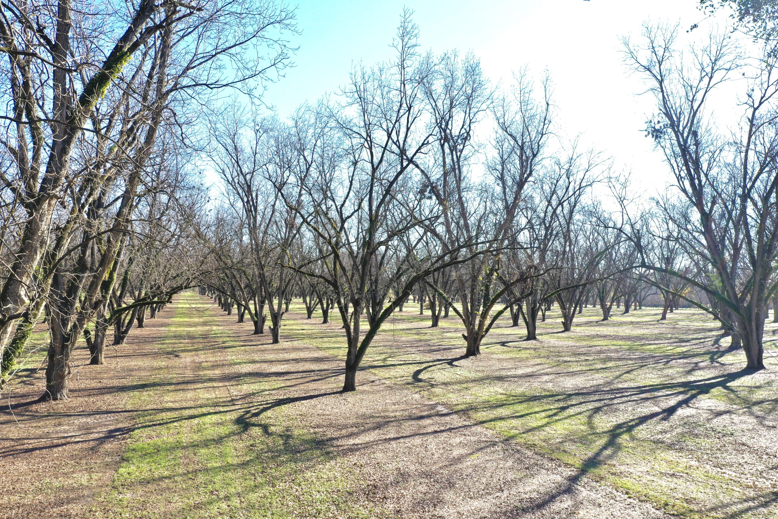 Crisp County Pecan Orchard