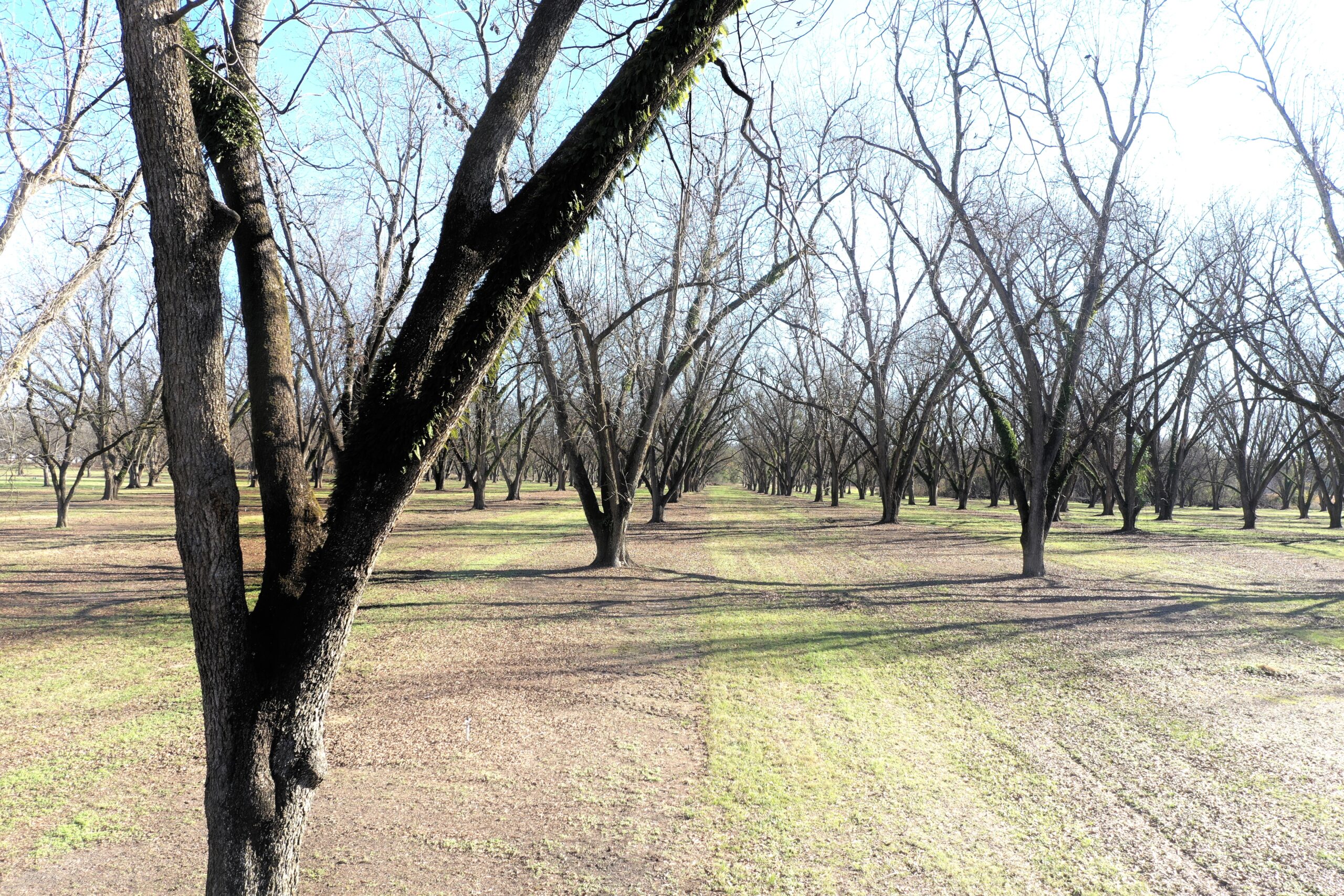 Crisp County Pecan Orchard