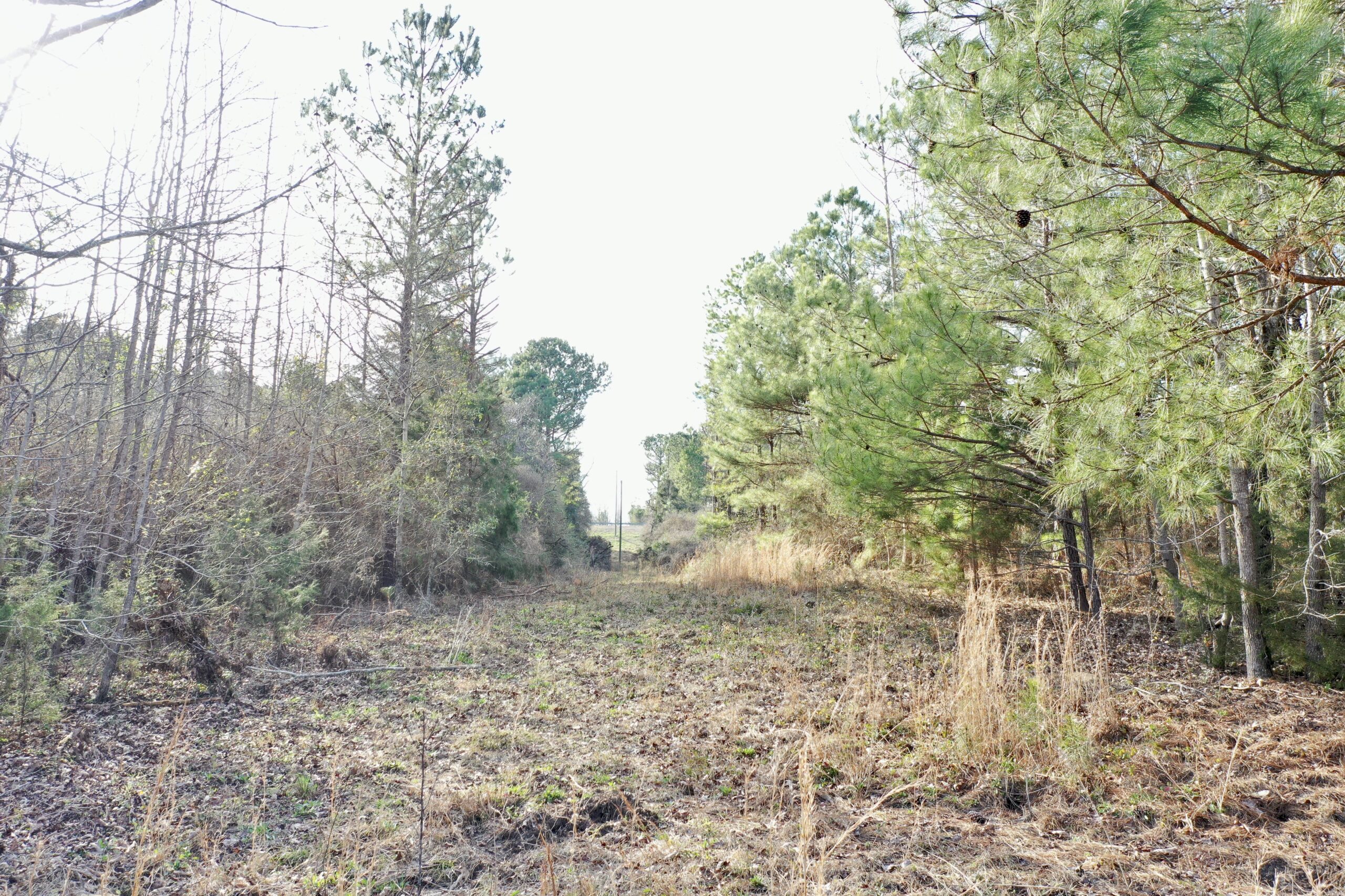 Taylor County Timber/Hunting Property