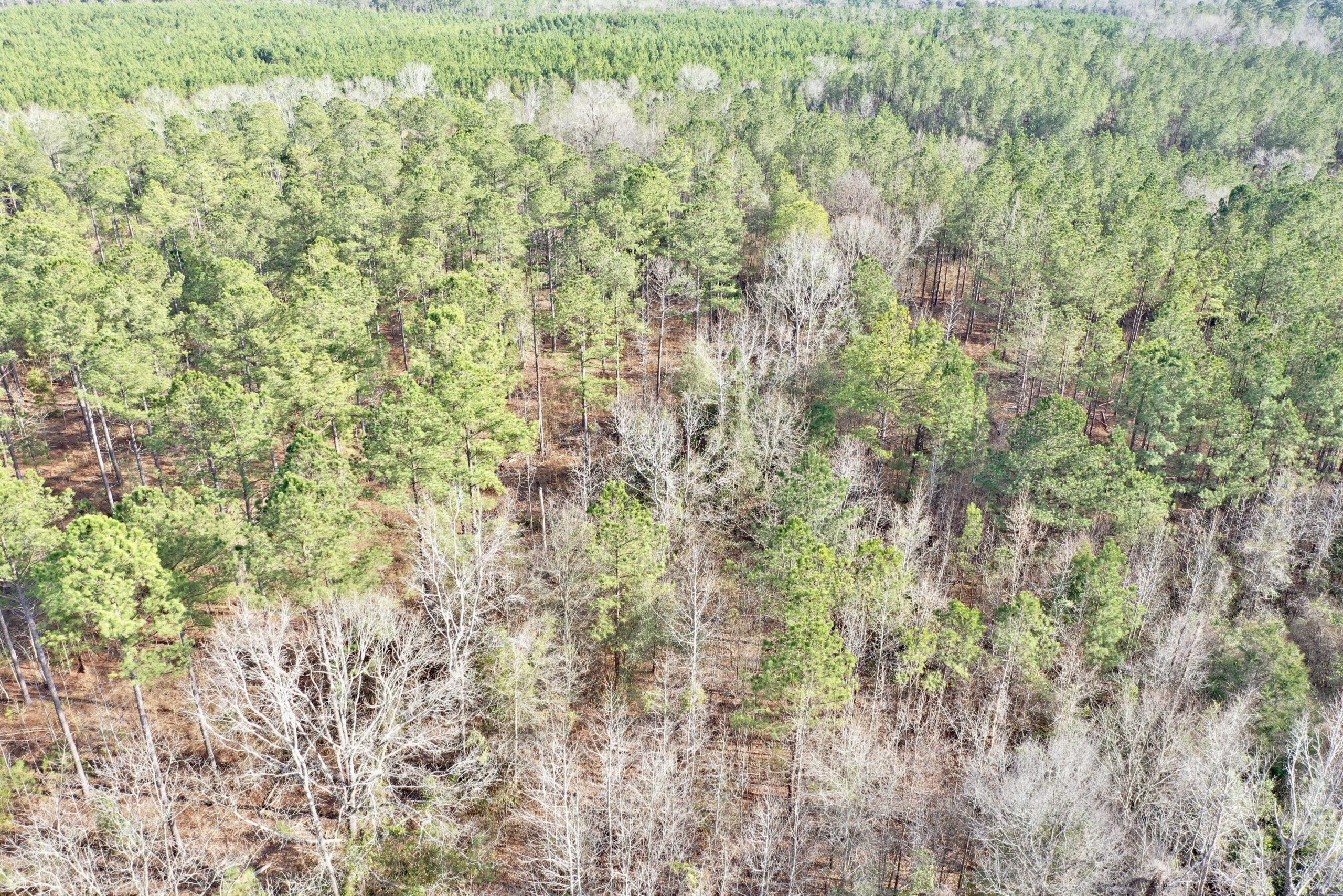 Taylor County Timber/Hunting Property