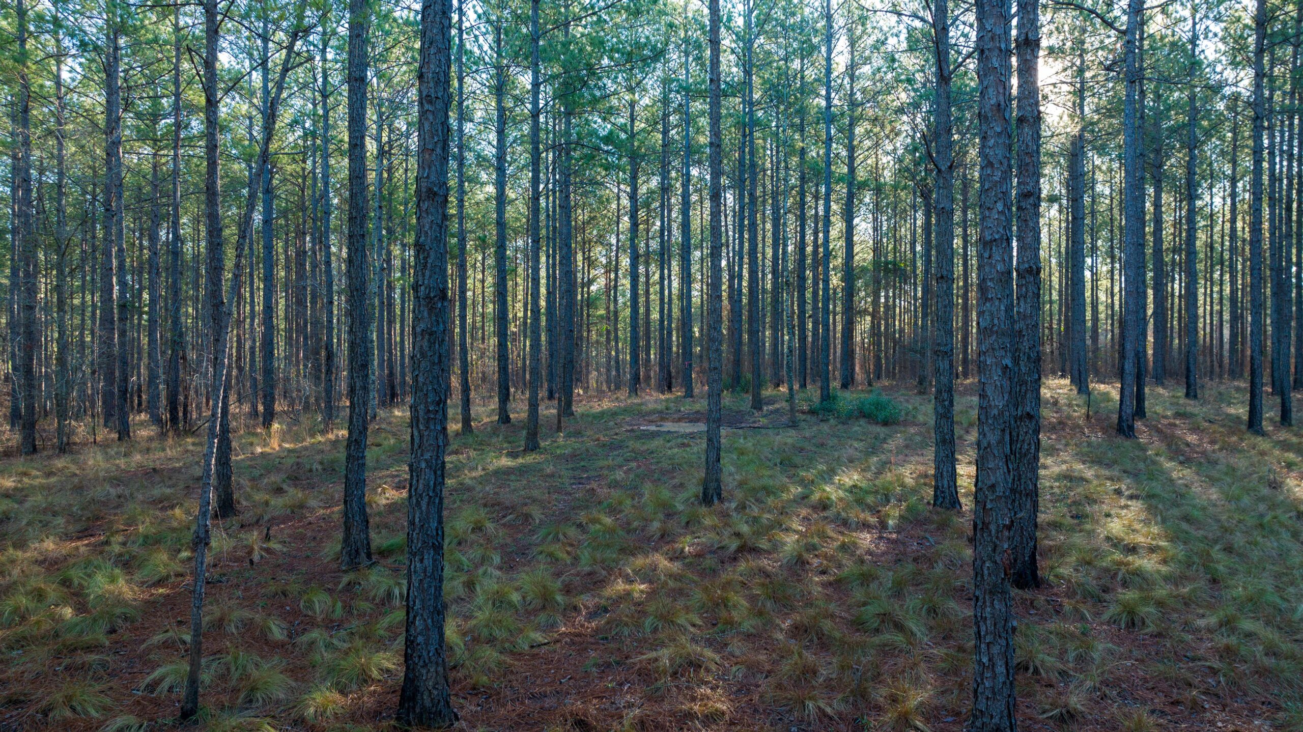 Pine Hills of Dooly County, Georgia