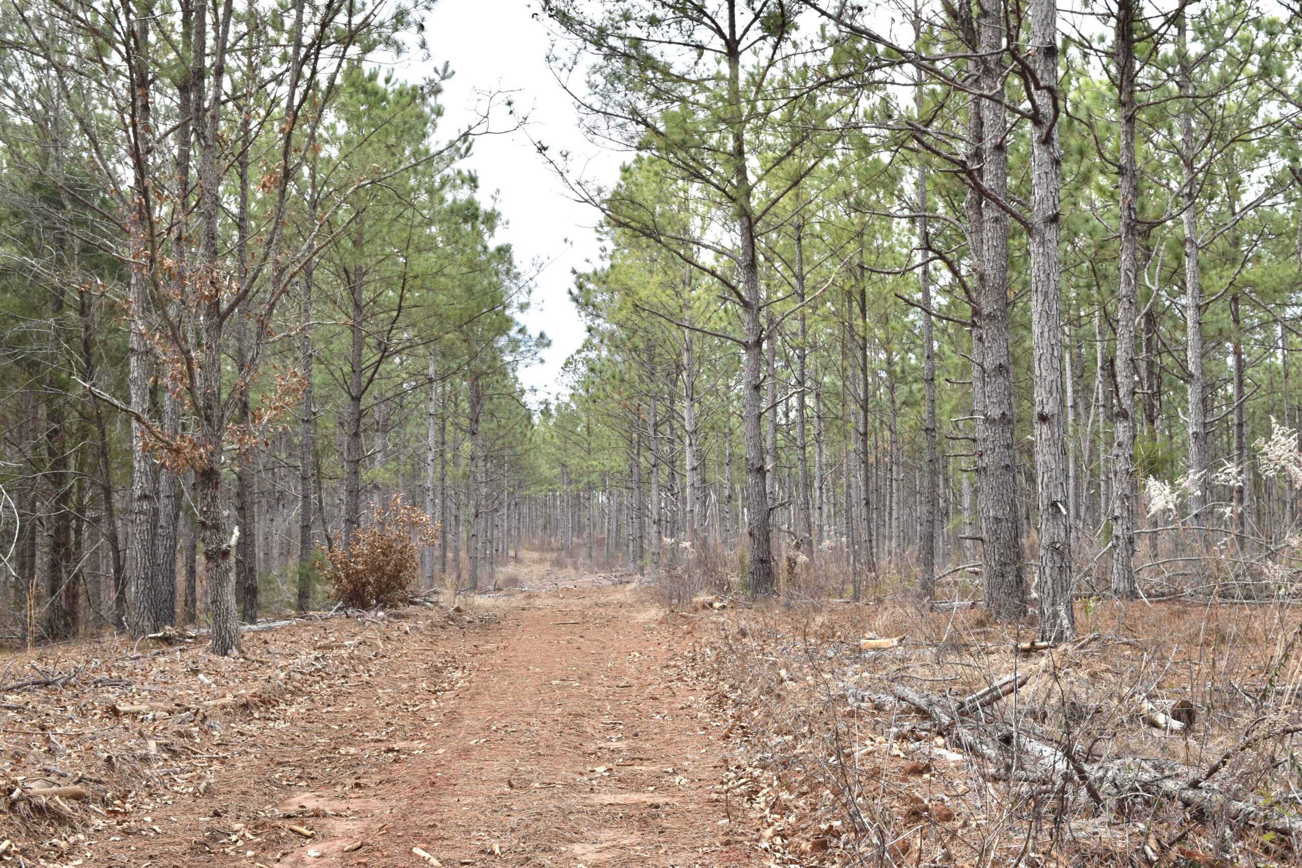 Marion County Longleaf Hunting Property