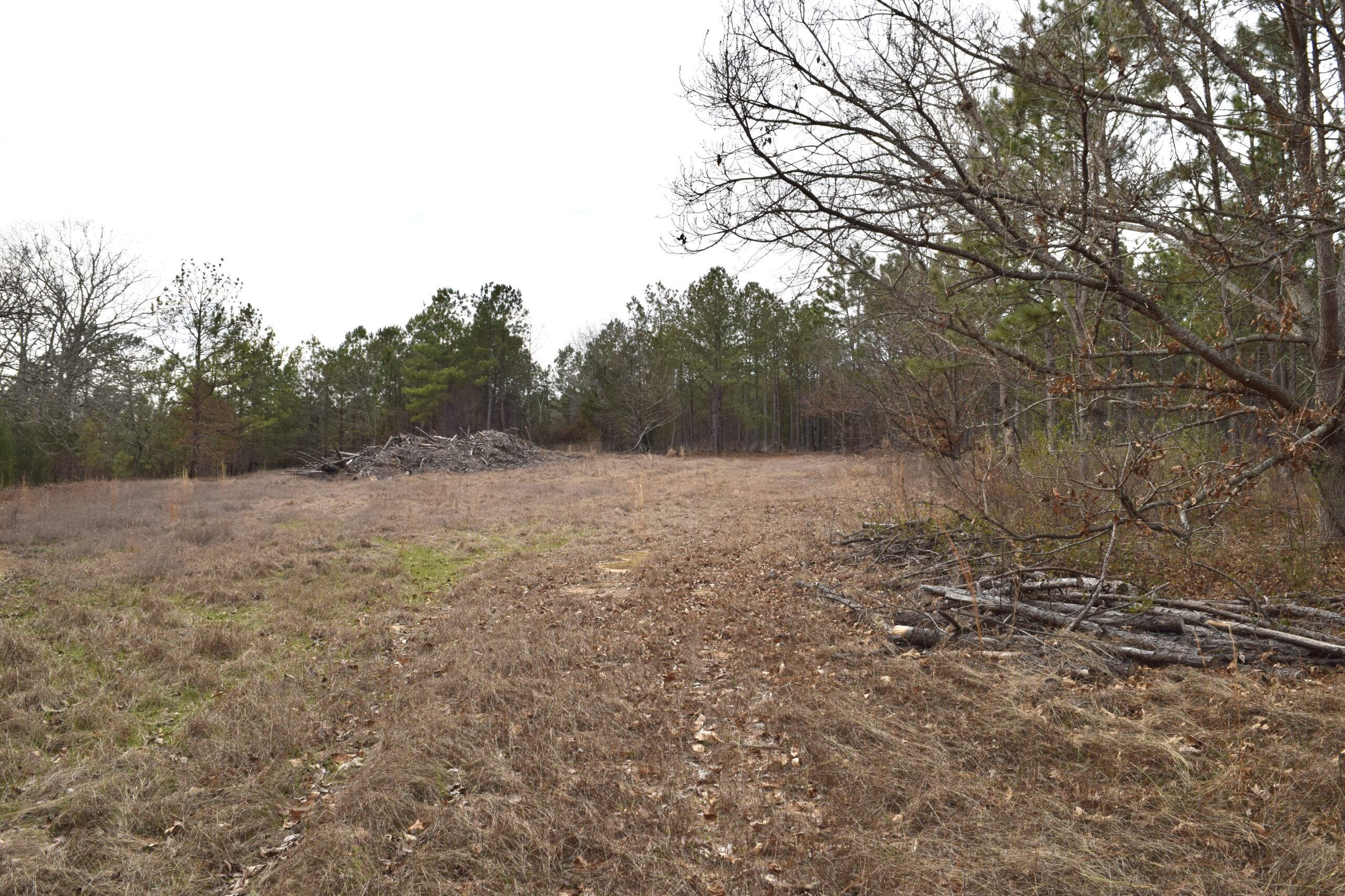Marion County Longleaf Hunting Property