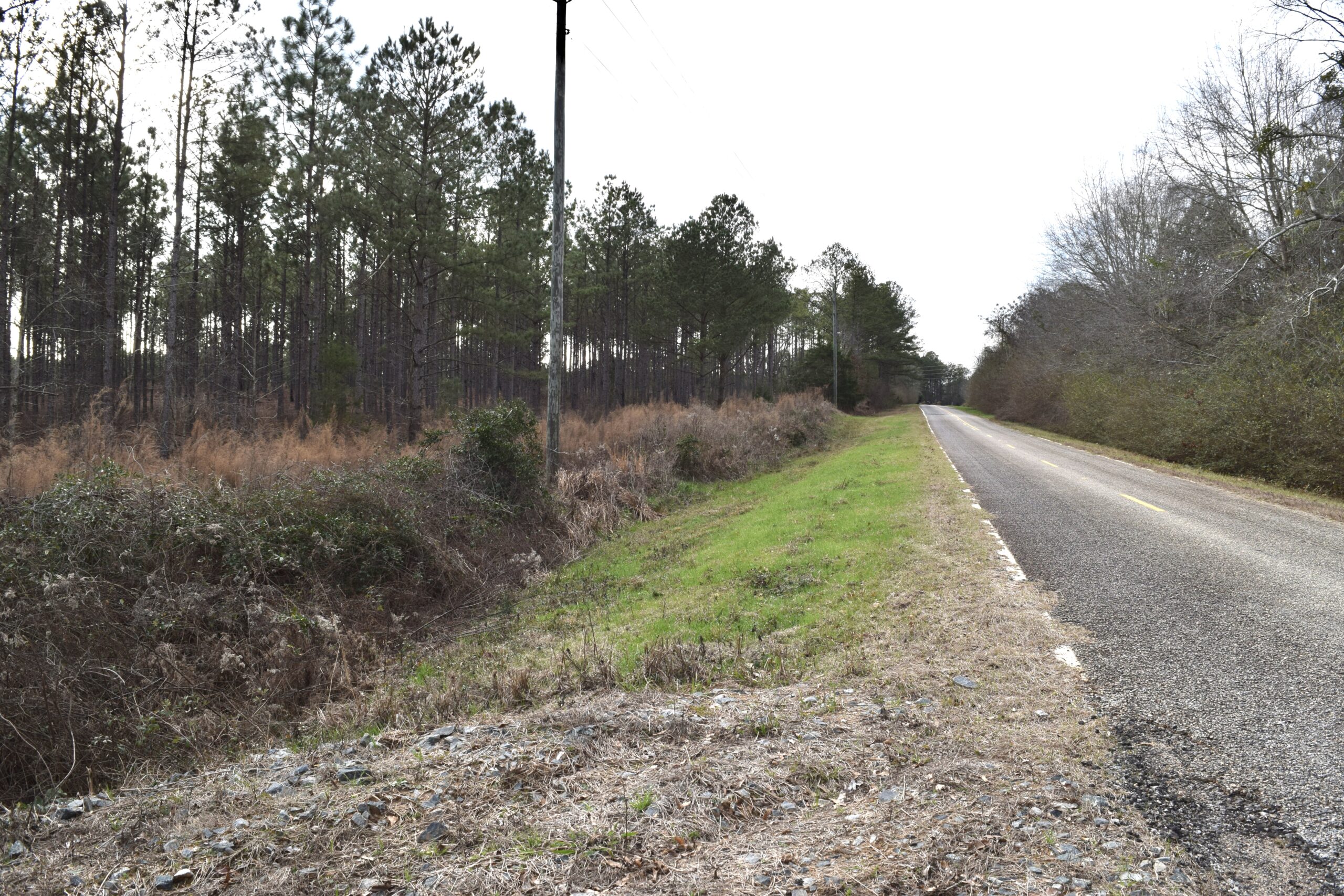 Marion County long leafs Southern Rivers Properties