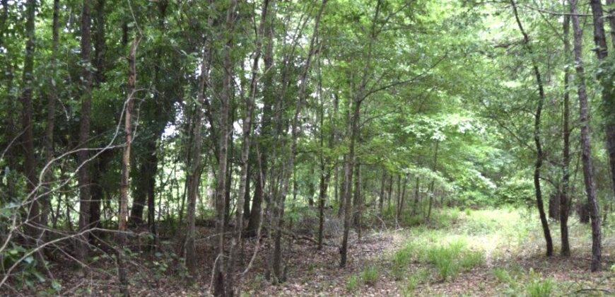 Stewart County Investment timber and hunting property