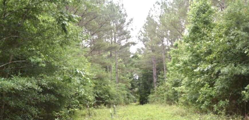 Stewart County Investment timber and hunting property