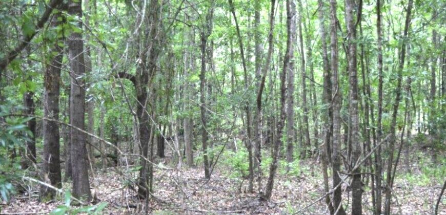 Stewart County Investment timber and hunting property