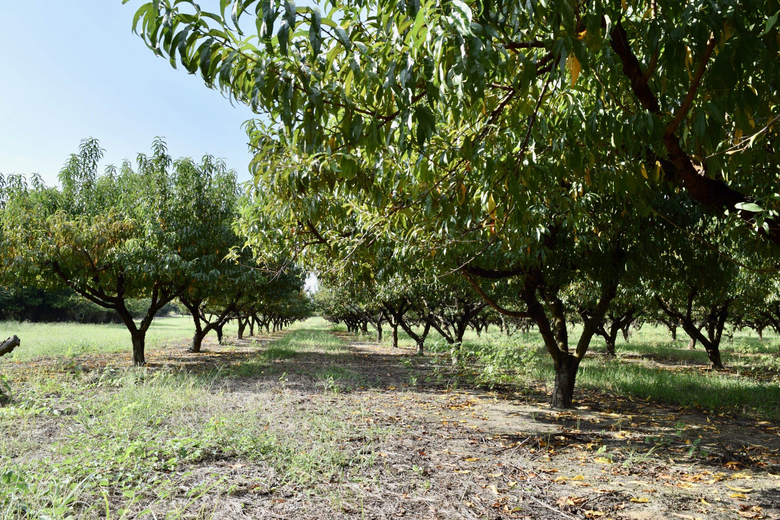 Taylor County Peach Orchard Farm