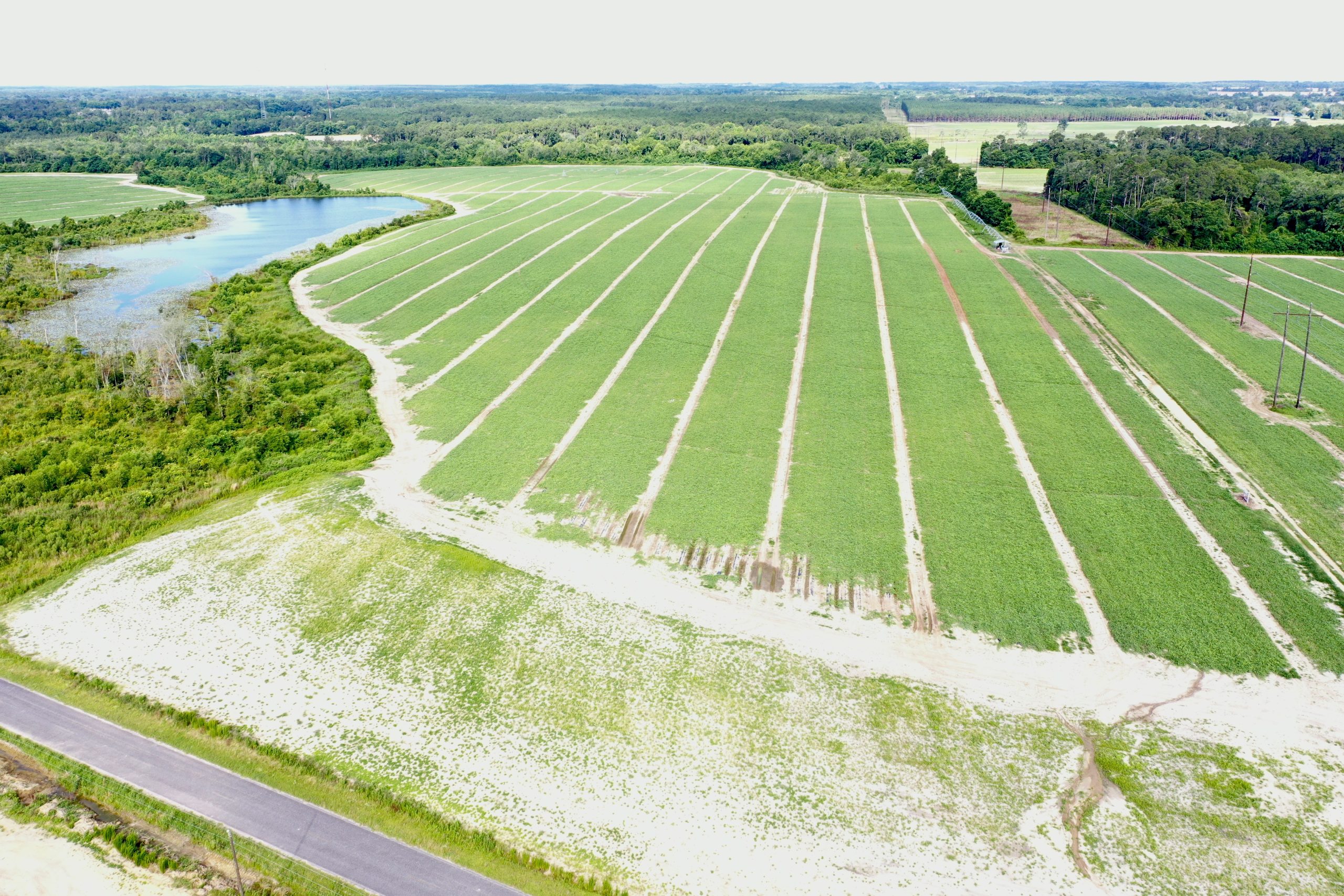 Wilcox County Upshaw Farm