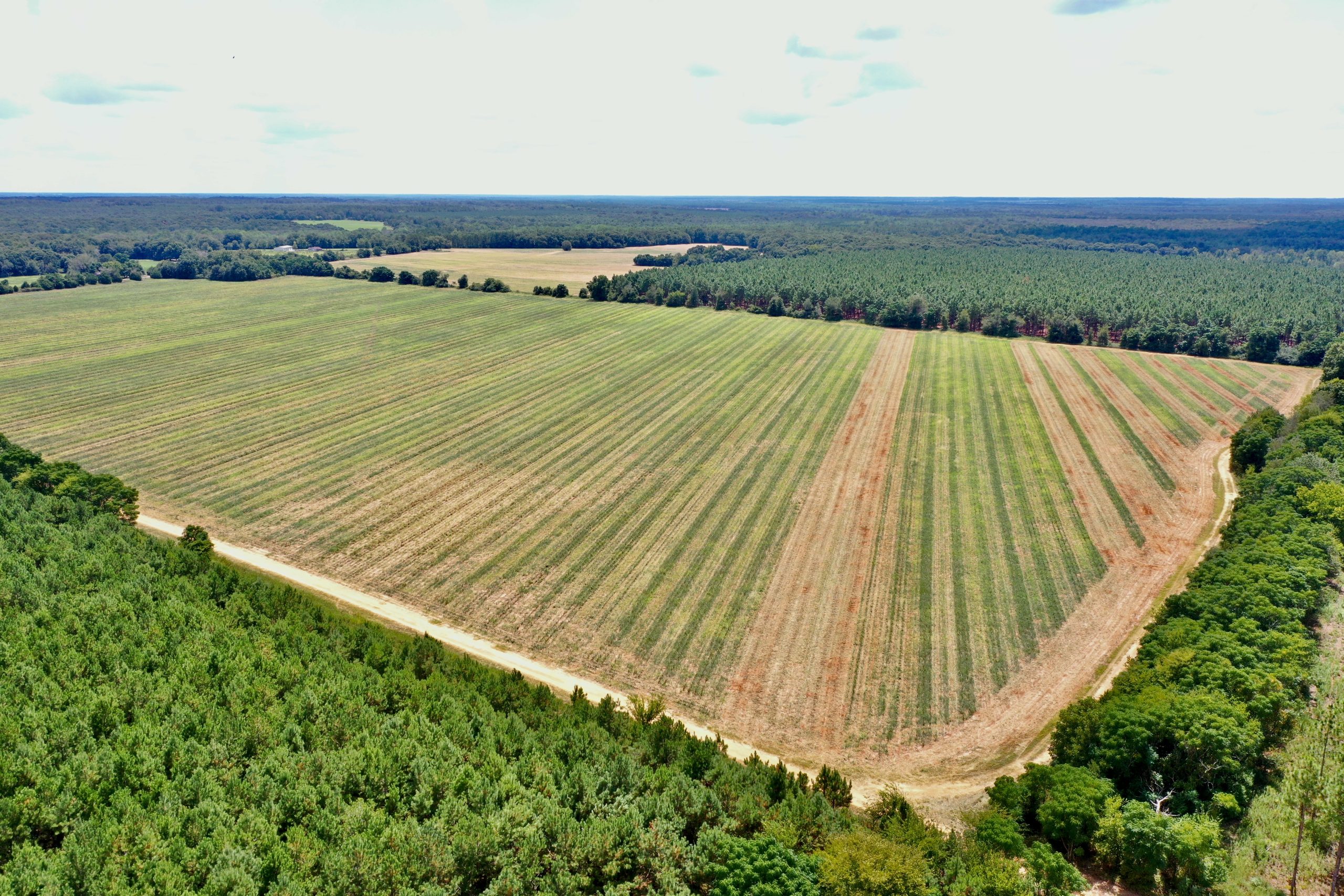 Sumter Farm Land