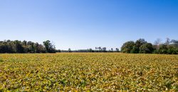 Fanns Bridge Road Farm