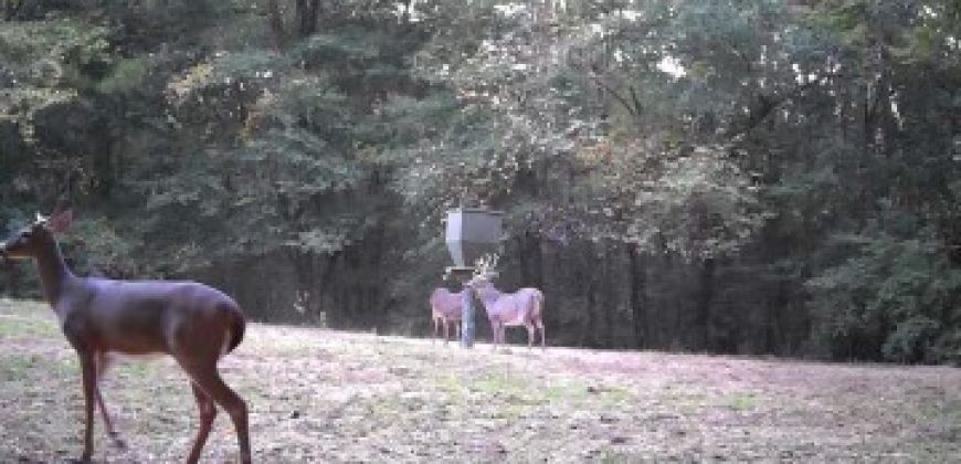 Flat Creek Farm of Clay County