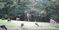 Flat Creek Farm of Clay County