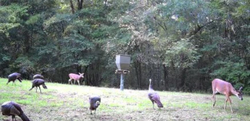 Flat Creek Farm of Clay County