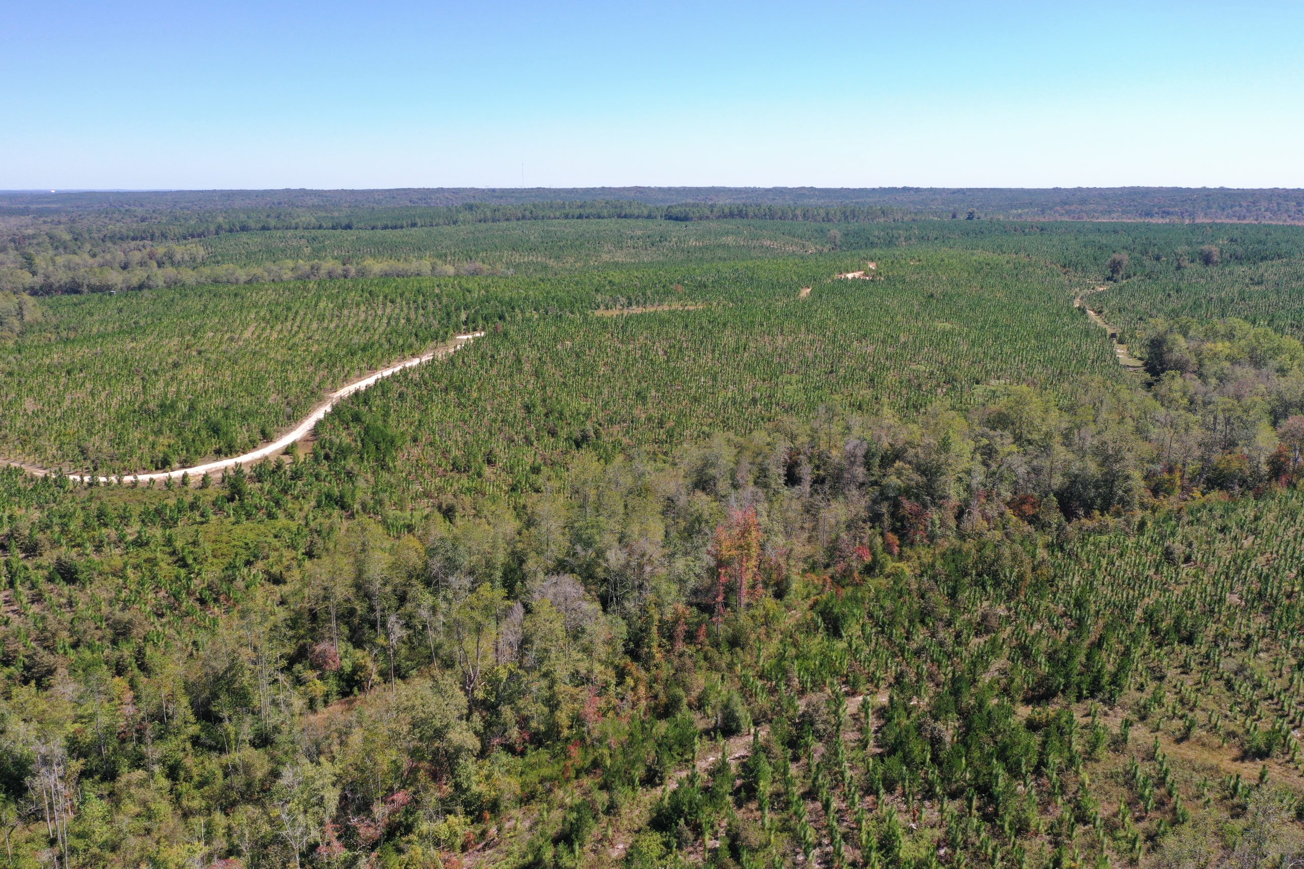 Crawford Longleaf Farm