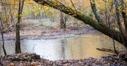 Big Sandy Creek Farm