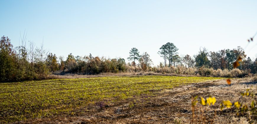 Big Sandy Creek Farm