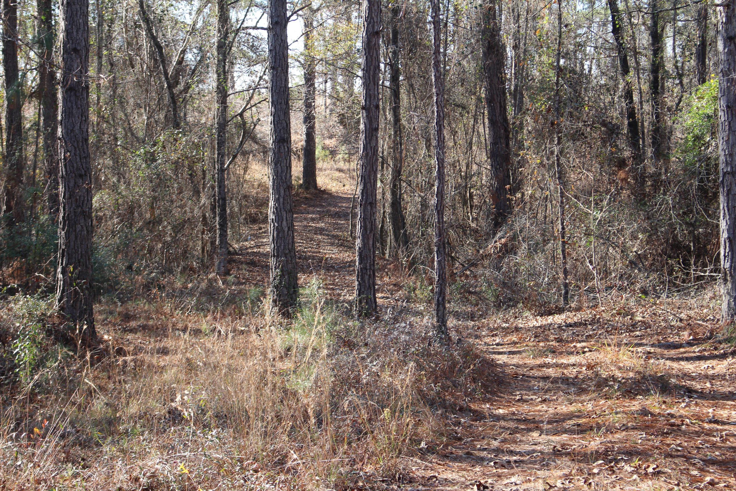 Dodge County Hunting Property