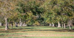 Lee County Pecan Orchard