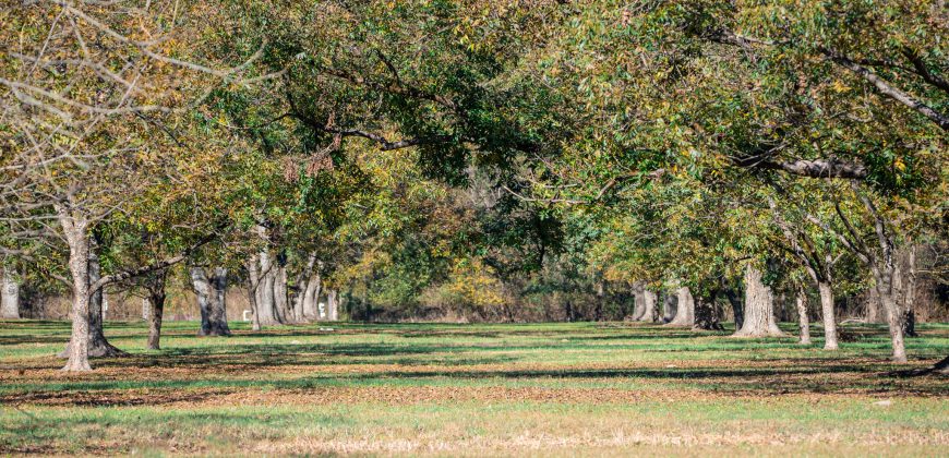 Lee County Pecan Orchard