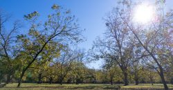 Lee County Pecan Orchard