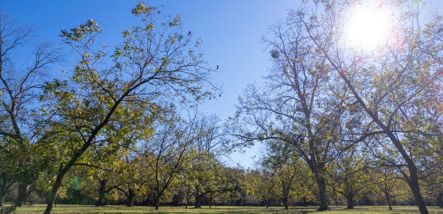 Lee County Pecan Orchard