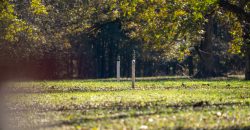 Lee County Pecan Orchard