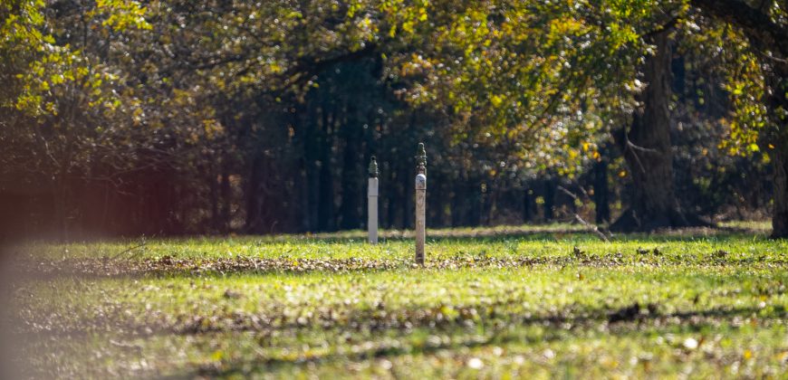 Lee County Pecan Orchard