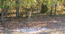 Lee County Pecan Orchard