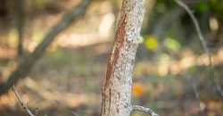 Lee County Pecan Orchard