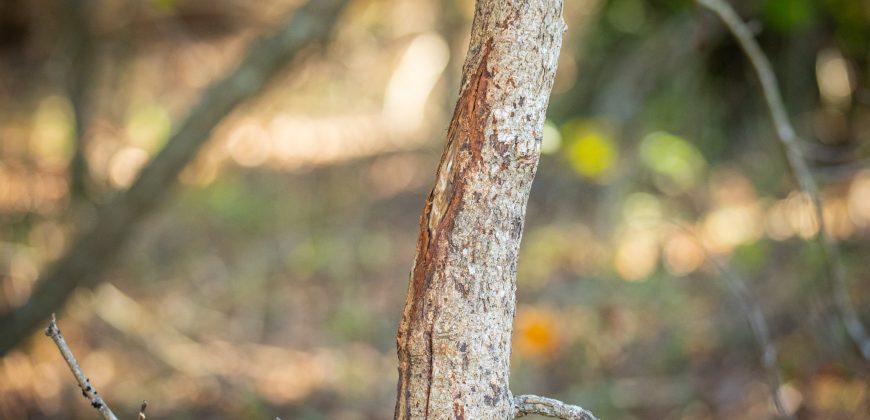 Lee County Pecan Orchard