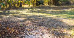 Lee County Pecan Orchard