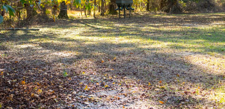 Lee County Pecan Orchard