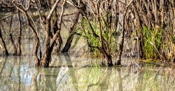 Lee County Pecan Orchard