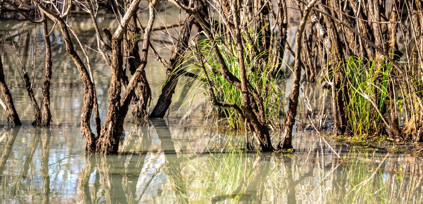 Lee County Pecan Orchard