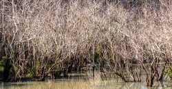 Lee County Pecan Orchard