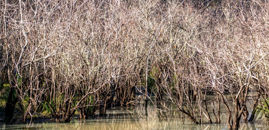 Lee County Pecan Orchard