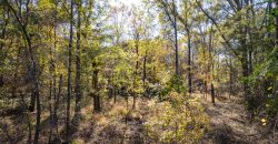 Lee County Pecan Orchard